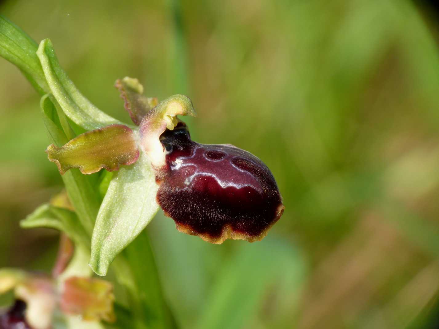 Ophrys di Ostia